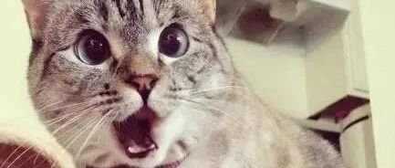 猫咪不小心咬开了手榴弹的引线，有点懵