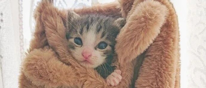 铲屎官的包包，刚好可以给猫咪做吊床