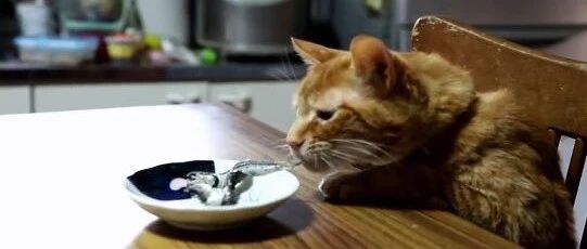 猫咪在吃东西，结果貂一直在旁边偷吃