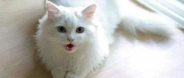 明明知道这里很臭，可是猫咪总是义无反顾地舔