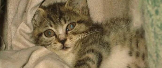 猫咪向我们诠释了什么是万事开头难