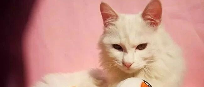 猫咪很喜欢从背后跳到铲屎官背上