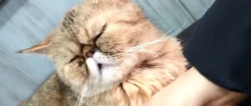 铲屎官家的猫咪，给它挠痒痒的时候，它还要挑工具