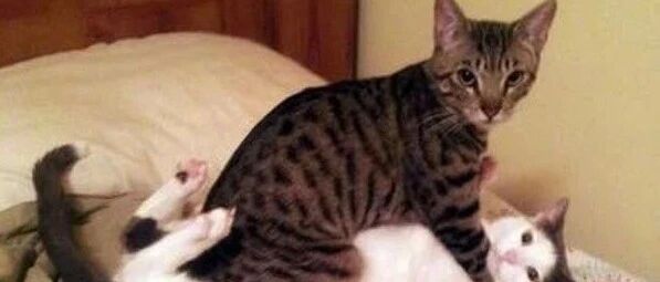 铲屎官家的狸猫好懒，打架都是躺着的