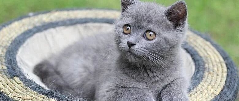 也不知道这猫咪为什么跟尾巴过不去