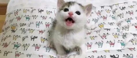 铲屎官给猫咪的视频加了特效，哈哈哈