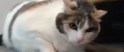铲屎官拿食物挑逗猫咪，结果被猫咪一爪打翻