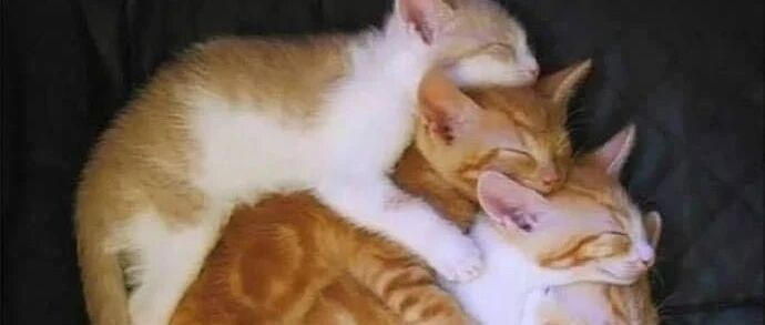 各种同步睡觉的猫咪，太可爱了