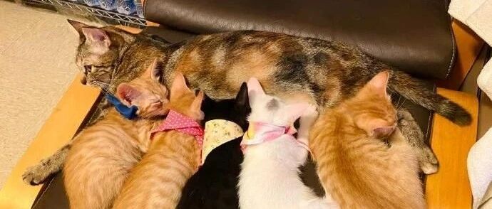 自从生了小猫后，猫妈的生活没有容易二字