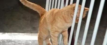 看起来胖胖的猫咪竟然是液体的