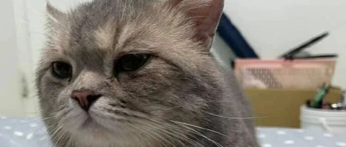 又不是以前经历过一次，真的不知道猫咪会藏遥控器