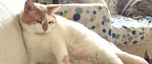 铲屎官教你如何给猫咪喂药，快来学习学习