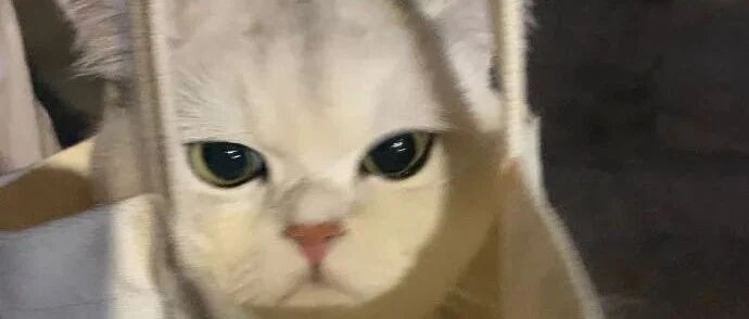 带猫咪出去玩，终究要提着回家