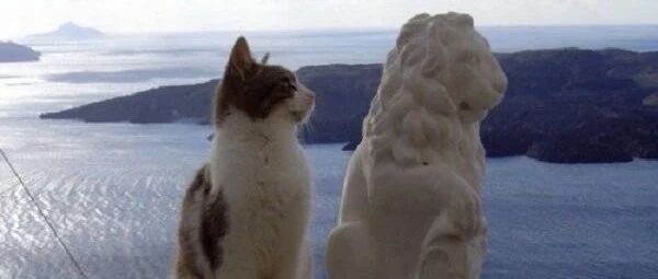 猫咪学着雕像的样子，以为自己是狮子了