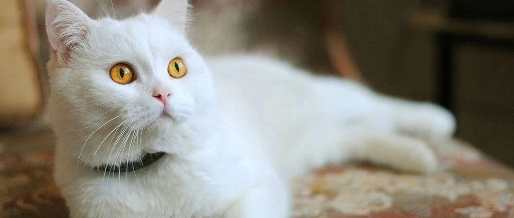 为了骗取小鱼干，猫咪学着铲屎官在很认真地工作