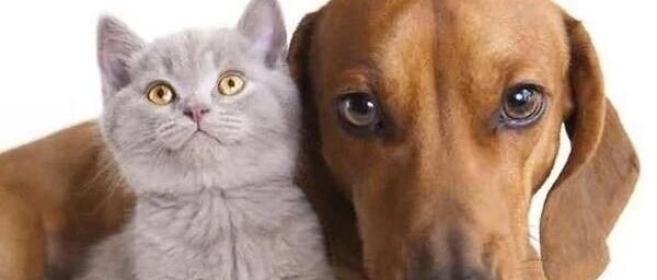 这只狗狗，撩猫水平一流啊