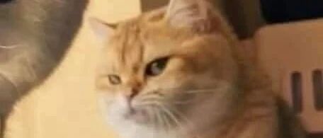 铲屎官玩游戏忘记喂猫，猫咪眼神都要杀人了