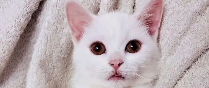 现在的铲屎官太懒了，还要猫咪主动叼玩具去求玩