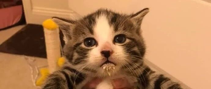 小奶猫喝完羊奶后忘记擦嘴了，好可爱