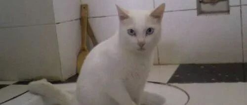 铲屎官在吃东西，猫咪只能无奈地在旁边吃筷子