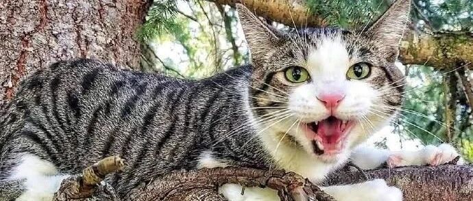 躲在树上凶凶的猫咪，你们怕不怕