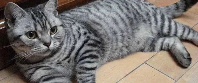 小猫咪要睡觉，睡前铲屎官给它一整套舒服的服务