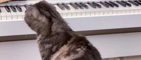 铲屎官以为猫咪在弹钢琴，原来是在抓蟑螂