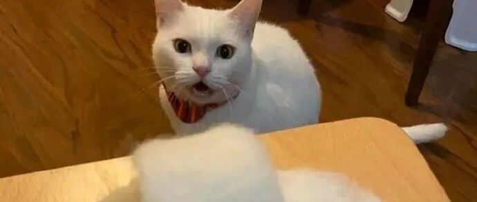 铲屎官用猫咪褪下的毛做了双拖鞋