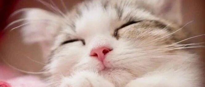 聪明的铲屎官在家里和猫咪玩起了球赛，猫咪还挺配合