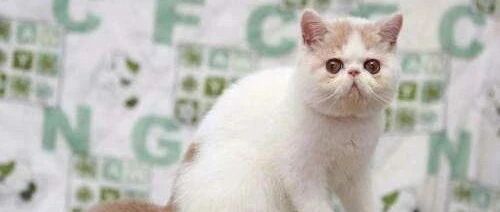 经常喂养的流浪猫，今天竟然带小猫过来了