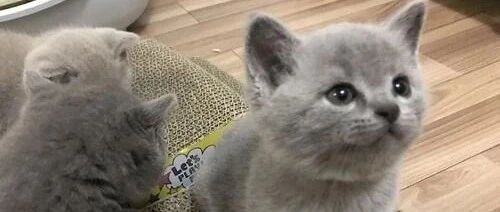 小短腿猫一蹦一跳地下楼梯，太有节奏感了