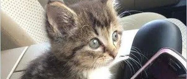 突然发现，原来车上的这些地方是用来放猫的