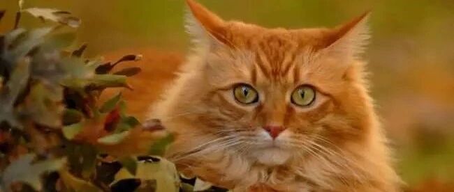 猫咪打架，真的是高手过招，点到为止