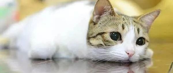 橘猫太能吃了，吃完自己的，还去抢小伙伴的