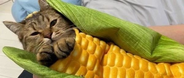 铲屎官给猫咪买了个玉米睡袋，好可爱