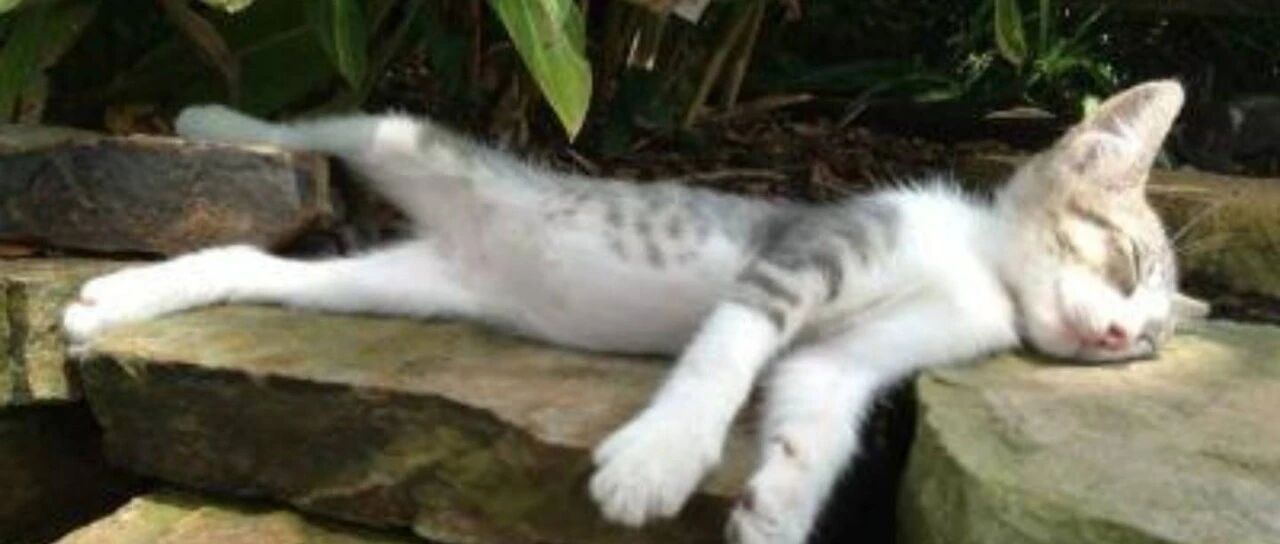 铲屎官随手把袋子一扔，猫咪就进去了