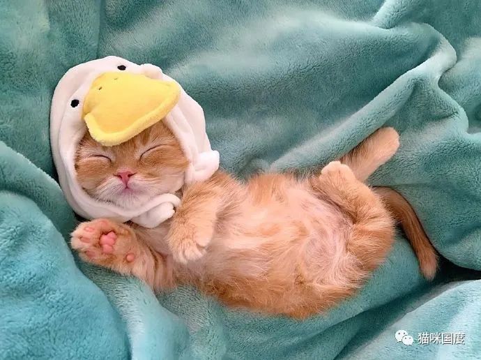 猫咪戴上可达鸭头套 好可爱啊 萌猫乐园 微信公众号文章阅读 Wemp