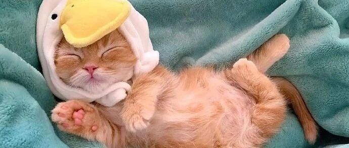 猫咪戴上可达鸭头套，好可爱啊