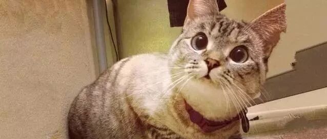 猫咪躺在一群鸡鸭鹅的食槽里睡觉，太糟蹋食物了