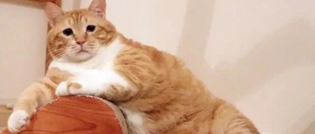 铲屎官找猫咪找了半天，发现猫咪躲马桶里睡觉