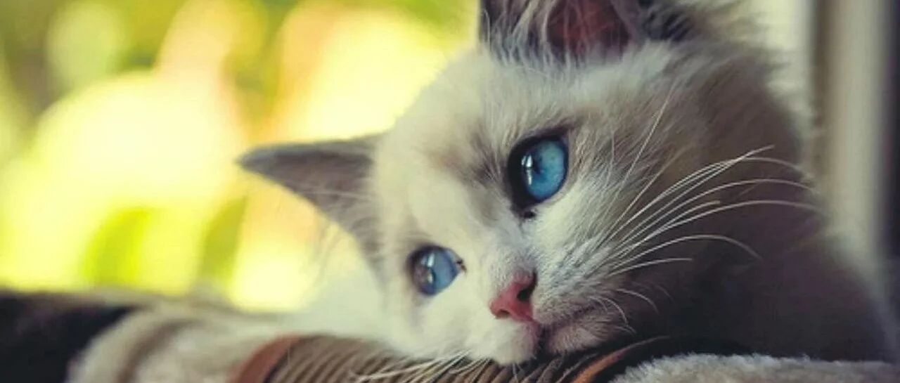 猫咪拉完粑粑后不会埋，还好有大橘帮忙