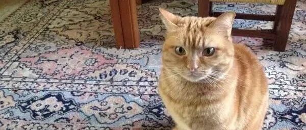 铲屎官一回家，发现猫咪在睡觉，很精致