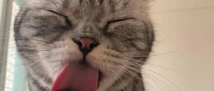 猫咪给铲屎官按摩前要洗洗爪子，显得相当专业