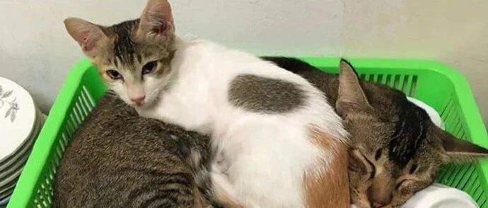 铲屎官刚洗好杯子，猫咪见到有个篮子就躺进去了