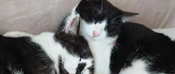 一同出生的猫哥猫妹，想不到长大后体型差距这么大