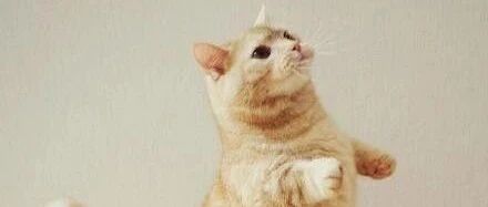 橘猫为了吃，站着跟铲屎官求食，黑猫看不下去了