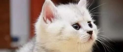 铲屎官这样都猫，佛系的猫都想打人了