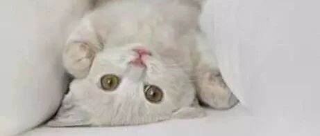 猫咪洗澡的时候喷射毒气，吓到旁边的猫了