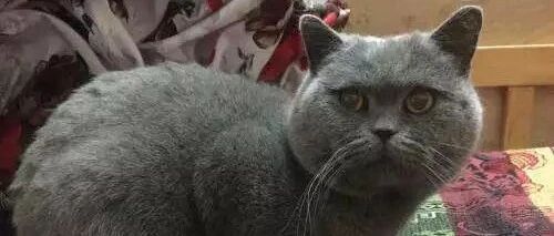 猫咪有脾气，小铲屎官也有脾气，最后还是猫咪怂了