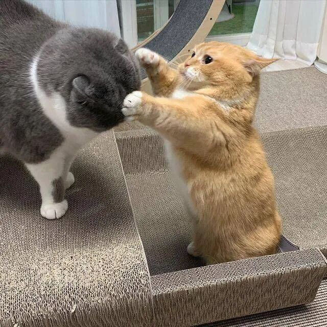 两只短腿猫打架,场面有点可爱-友友